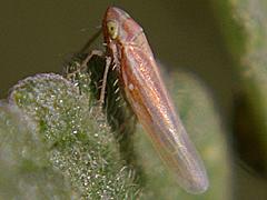 Leafhopper